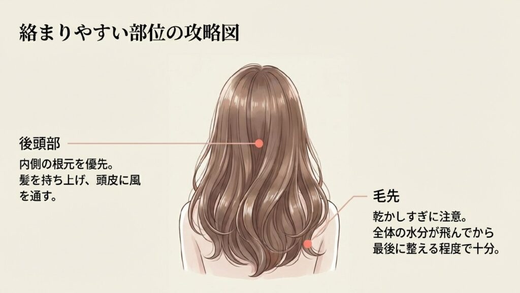 後頭部と毛先の絡まりやすい部位の攻略図